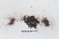 藏品(多枝苔)的圖片